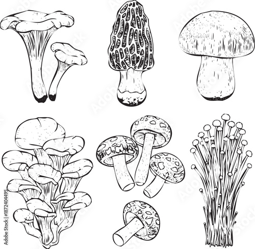 Assorted varieties of mushrooms Vector