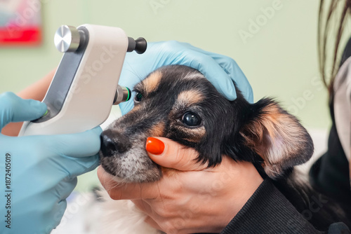 A veterinarian checks a puppy's eye pressure with a tonometer while being held by an owner. The exam takes place in a clean veterinary clinic focused on pet health