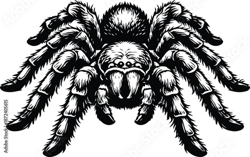 Tarantula Spider Design - Detailed Spider Illustration - Arachnid Vector design - Creepy Crawly Design - Realistic Spider Clipart - Tarantula Silhouette - Large Spider Design