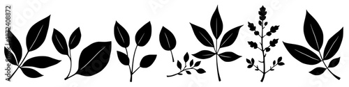 Different Types of Leaves Arranged in a Row Showing Various Shapes and Sizes Under a Simple Design Style.