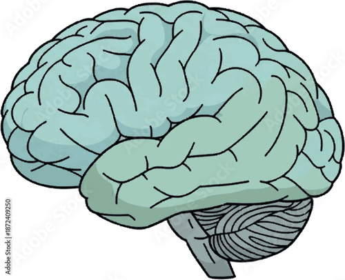 Illustration of a human brain showing its anatomy and complexity