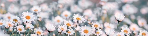 Daisy flowers, selective and soft focus on flowers, beautiful nature, field of flowers