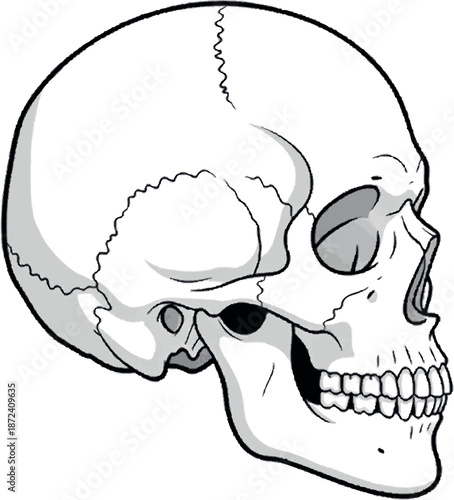 Anatomy of a Human Skull in Profile, Detailed Illustration