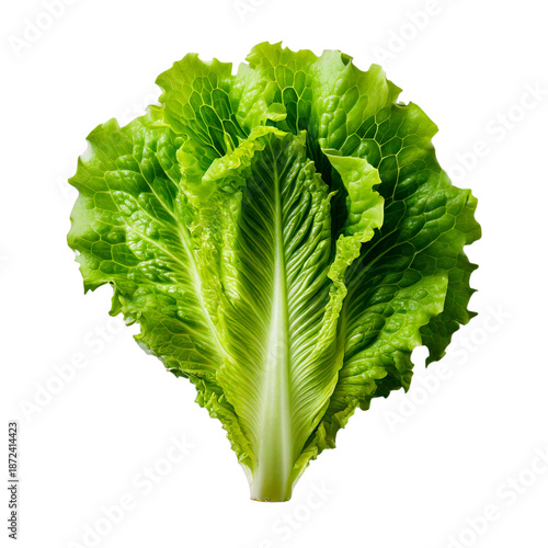 Fresh green romaine lettuce leaf isolated on white background
