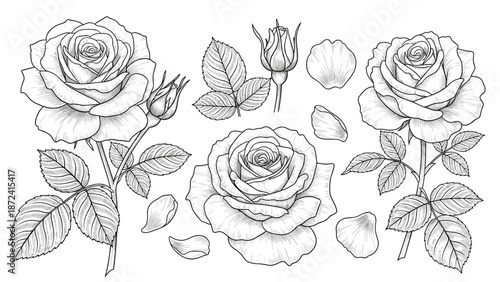Elegant collection of hand drawn rose sketches including open flowers, buds, leaves, and petals in black and white.