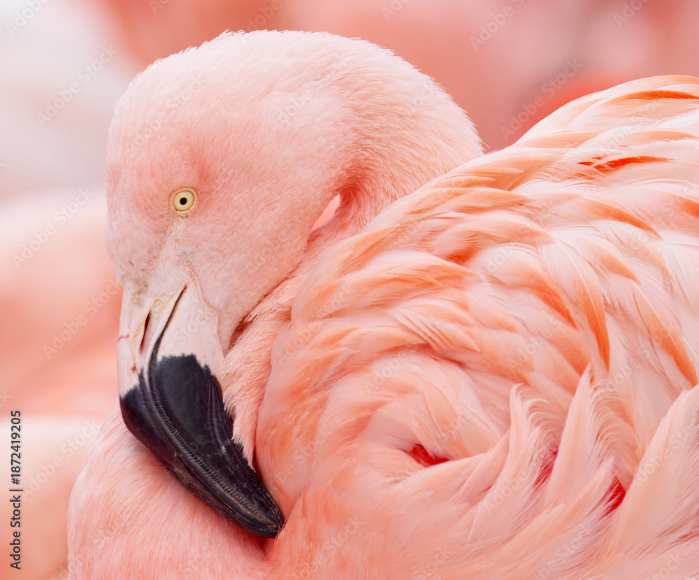 Fototapeta premium Close-up portrait of a Chilean flamingo, Phoenicopterus chilensis showing soft pink feathers, distinctive curved beak with black tip and calm expression, highlighting texture, color and elegant form.