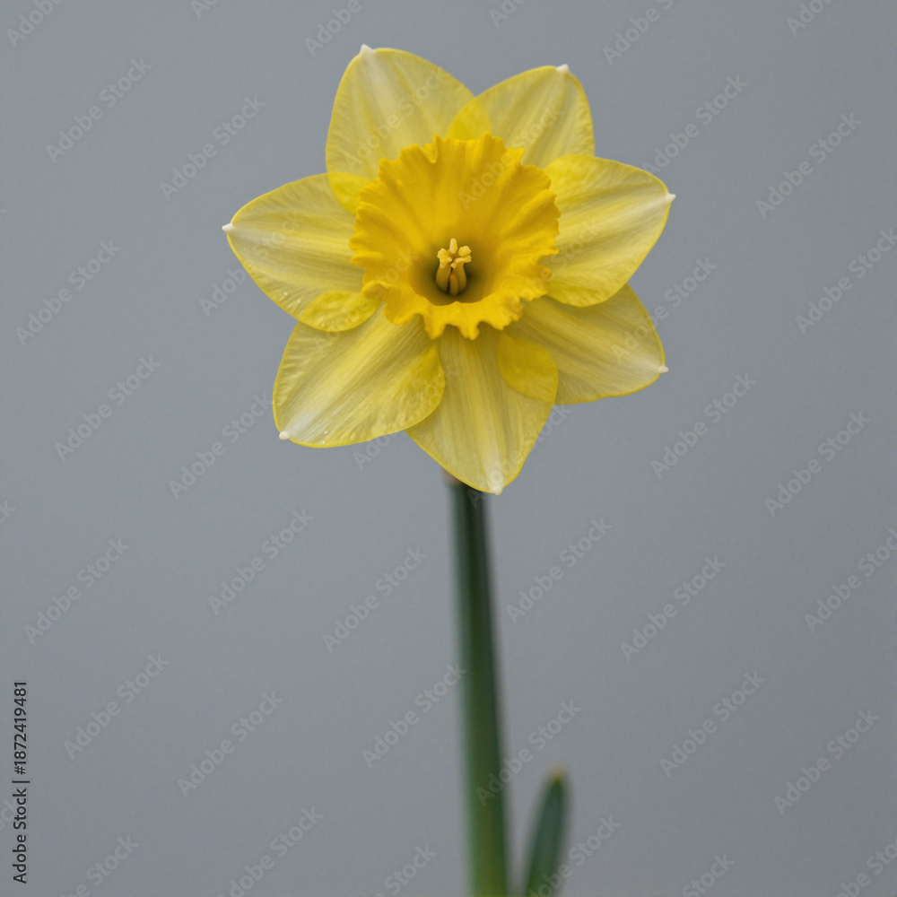 Obraz premium Yellow daffodil with trumpet-shaped corona on a slender green stem against a gray background