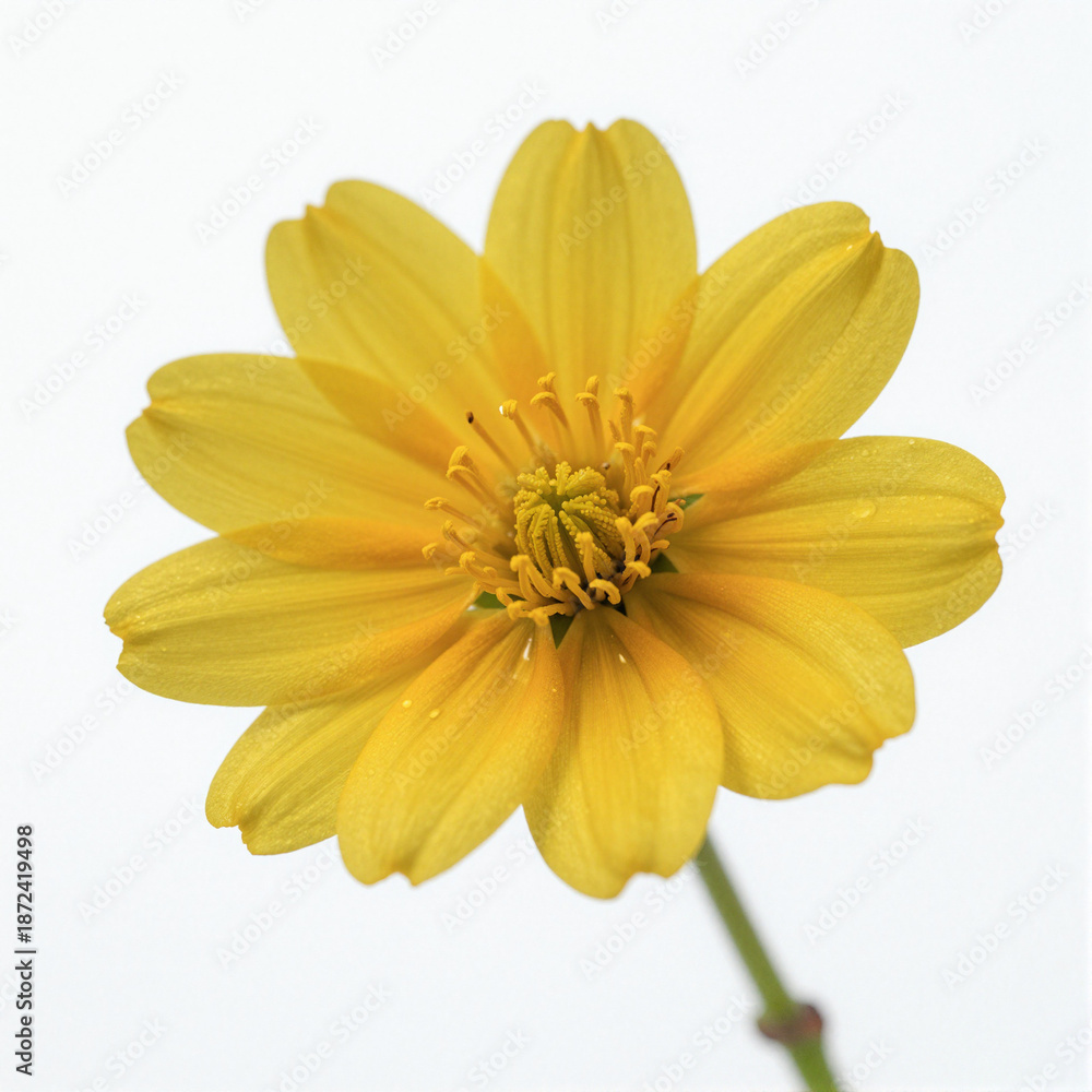 Obraz premium Close-up of a bright yellow flower with glossy petals, centered on a white background
