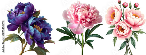 Watercolor Peony Flowers Illustration with Pink and Purple Peonies Isolated on Transparent Background