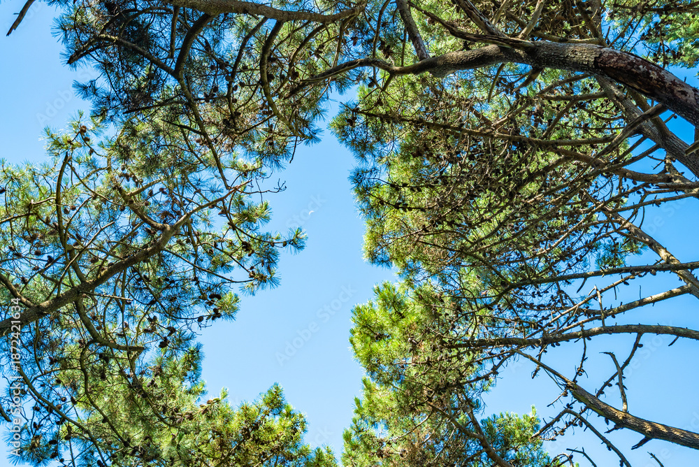 Fototapeta premium A tree with a green leaf is in the sky