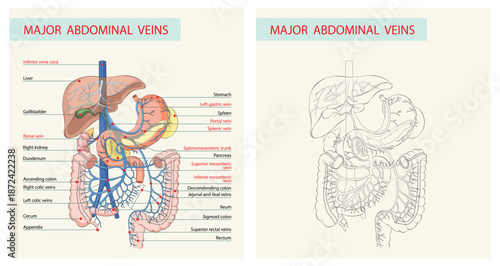 Major abdominal veins anatomical diagram of the human digestive system and portal circulation