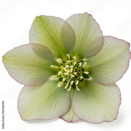Macro close-up of a pale-green hellebore flower with pink-edged petals on a white background
