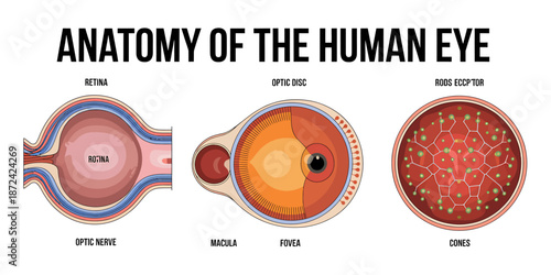 Human Eye Anatomy Diagram Detailed Cross Section Illustration