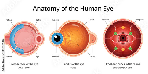 Human Eye Anatomy Diagram Cross Section and Retina Cells