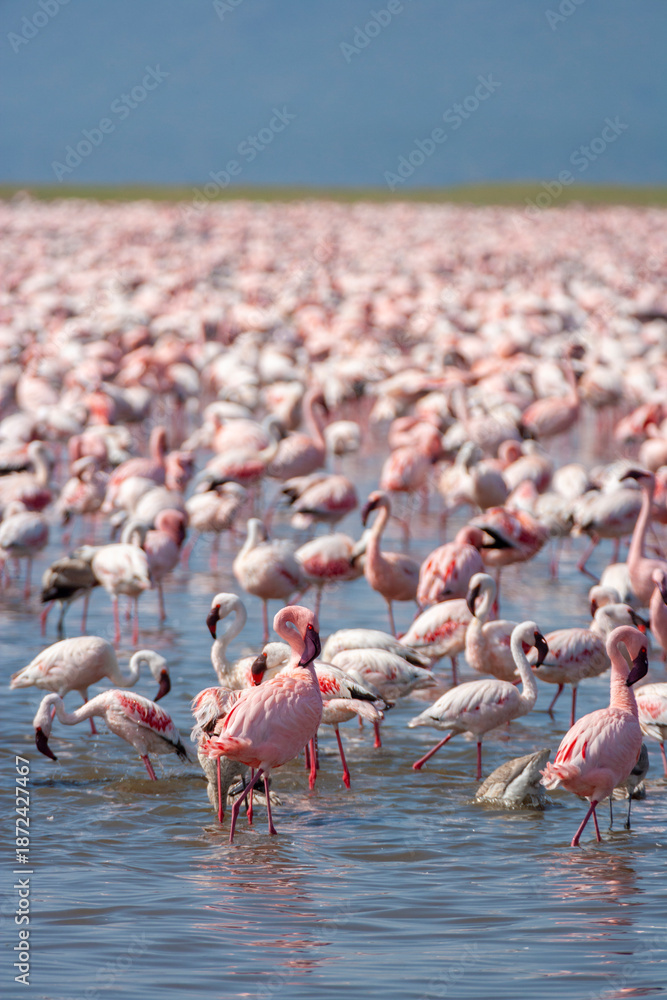 Fototapeta premium Lesser Pink Flamingoes at Lake Nakuru