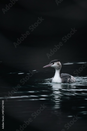 Ente in Aare 2