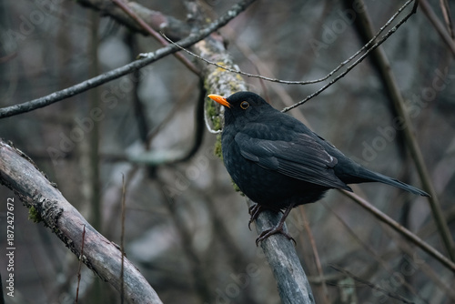Amsel auf Baum