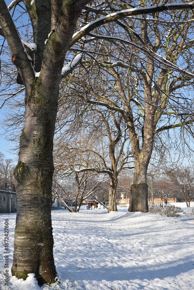 Fototapeta premium Arbres&nbsp;enneigés au Jardin des Tuileries en hiver à Paris