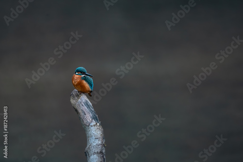 Eisvogel