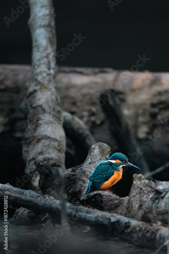 Eisvogel