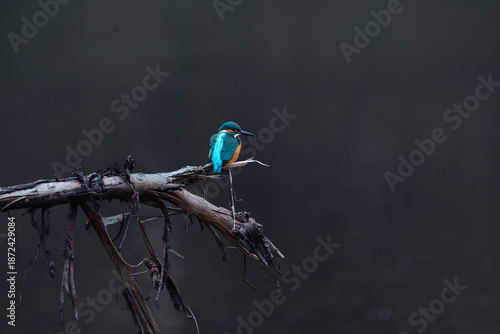 Eisvogel
