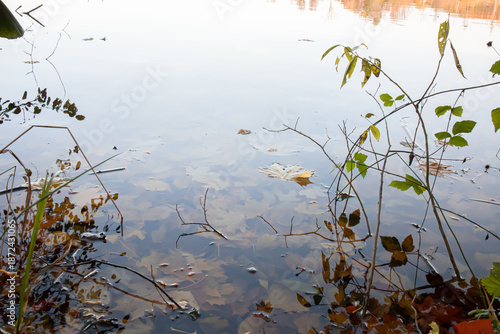 Fallen autumn leaves floating in lake water near shore. Close-up of fallen autumn leaves floating in calm lake water near the shoreline. Soft natural light, warm seasonal colors.