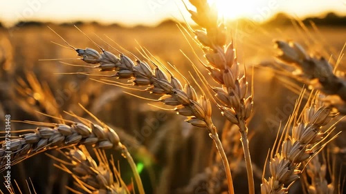 Golden wheat ears at sunset, Close-up of golden wheat ears in a field during sunset, with warm sunlight illuminating the scene
