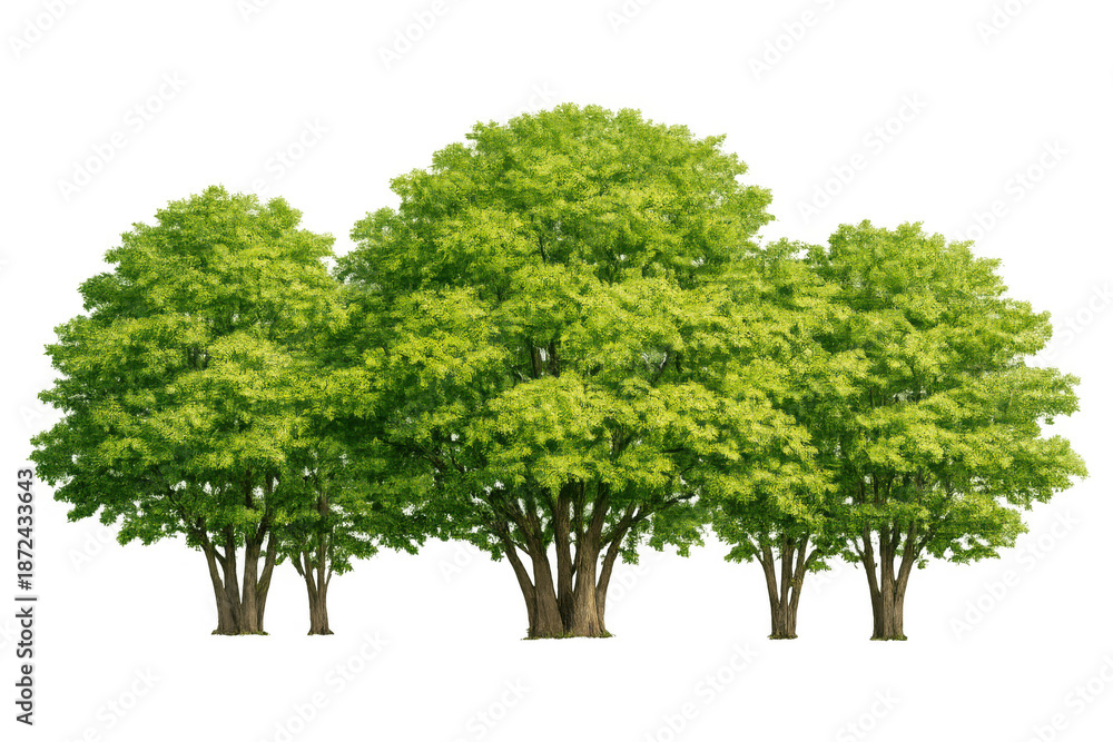 Fototapeta premium Green trees cluster with lush foliage and brown trunks, providing natural beauty and environmental elements on transparent background