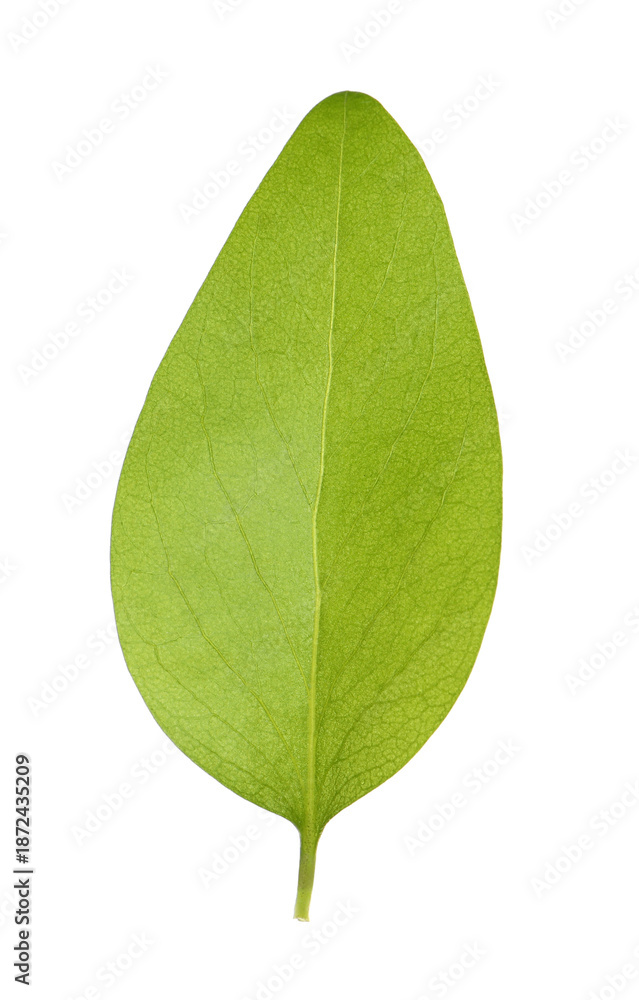 Obraz premium Green leaf of Ficus elastica plant isolated on white