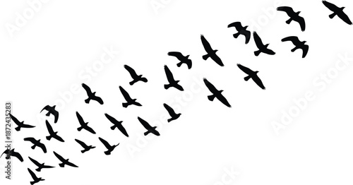 Flock of Birds Flying in Formation Silhouette