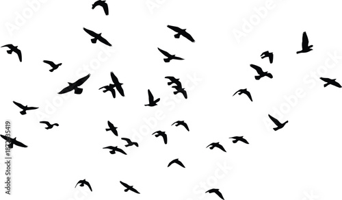 Dynamic Silhouette of Flying Birds