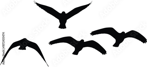 Flock of Birds Silhouettes in Flight
