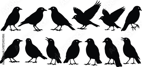Flock of Black Bird Silhouettes in Various Poses