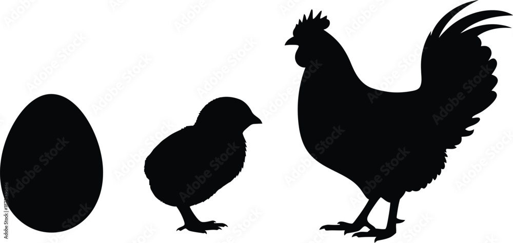 Fototapeta premium Chicken Life Cycle Egg Chick and Rooster Silhouettes