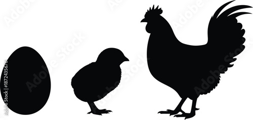 Chicken Life Cycle Egg Chick and Rooster Silhouettes