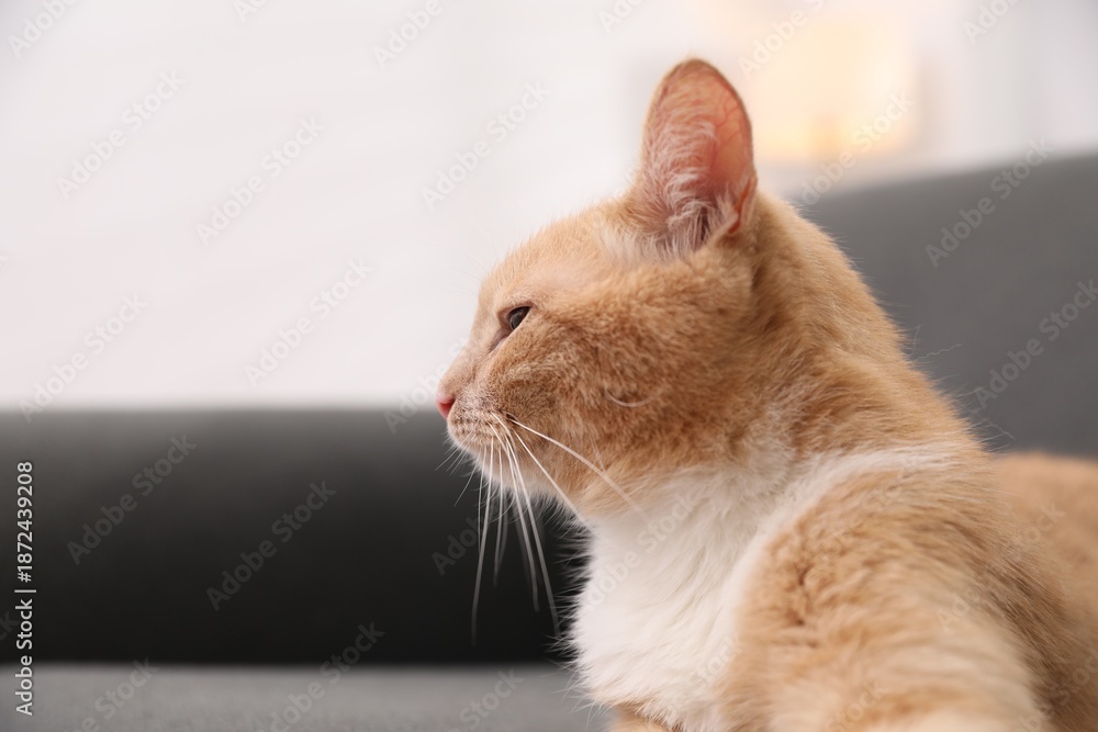 Fototapeta premium Adorable ginger cat against blurred background, closeup. Space for text