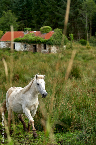 White and brown horses beside old ruins farm house