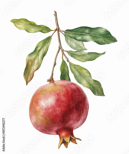 
Botanical pomegranate fruits on branch with gentle watercolor texture.