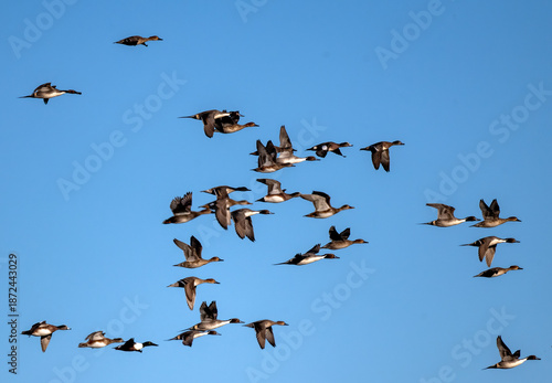 Flock of ducks taking flight in hunting season