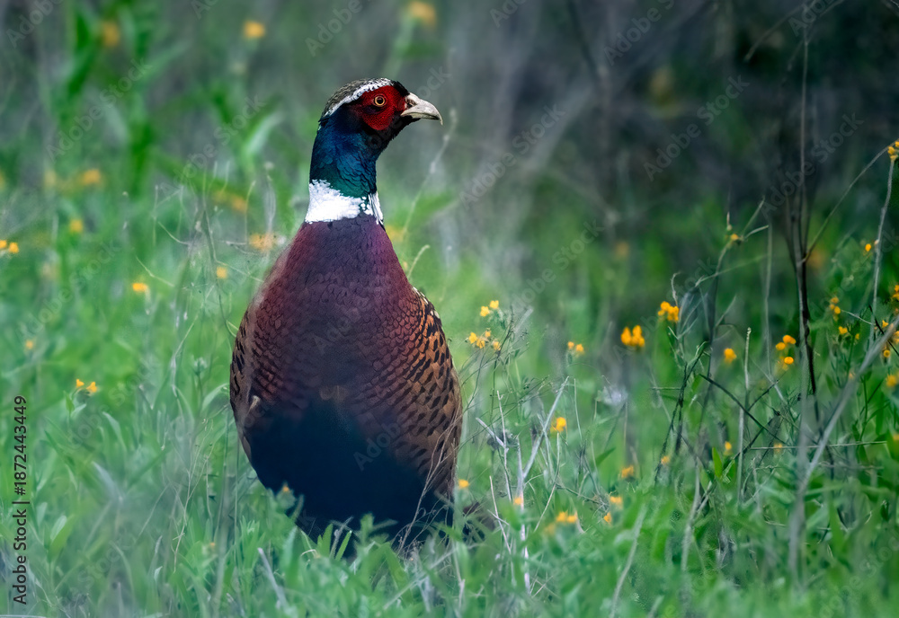 Fototapeta premium Colorful ring necked pheasant on the grass giving nice color contrast