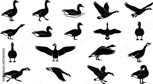 Goose silhouettes, flying goose, standing goose, swimming goose, bird poses, graceful movement, wildlife art, elegant birds, black silhouettes, nature illustration, avian motion