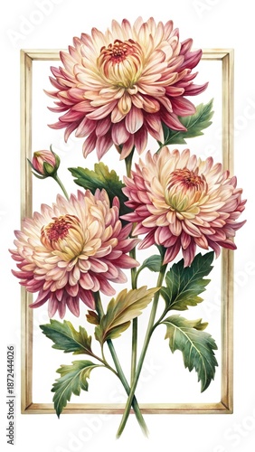 Exquisite watercolor painting of three chrysanthemums with a soft golden frame