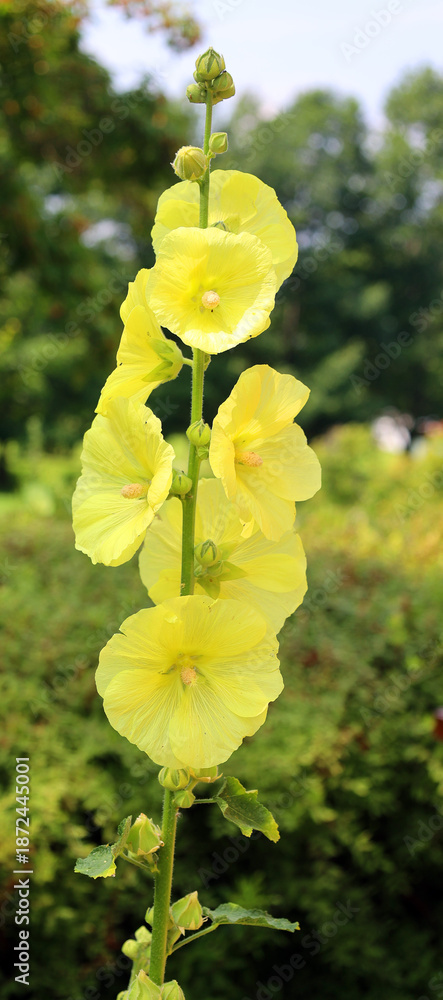 Obraz premium Hibiscus is a genus of flowering plants in the mallow family, Malvaceae. It is quite large, containing several hundred species that are native to warm-temperate, subtropical and tropical regions.