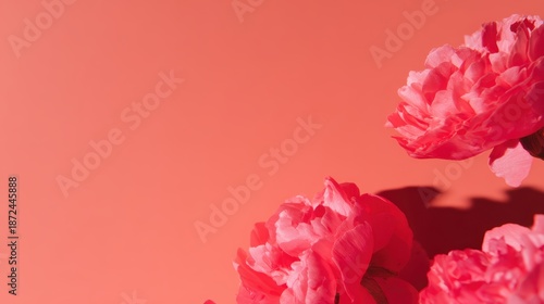 無地の背景に明るいピンクの花が大胆な外観を作り出します