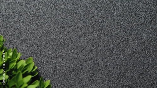 暗い背景に緑の植物のクローズビュー