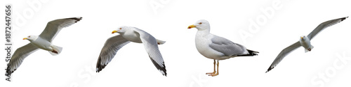 Tableau sur toile Seagull Bird Flying and Standing Set Isolated on White Background PNG