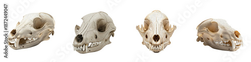 Foto predator mammal skull set, isolated animal bone cranium collection, anatomical w