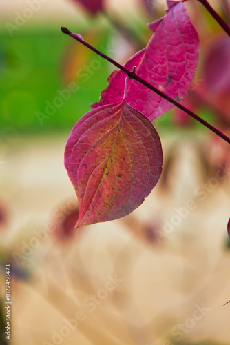 Gorgeous red leaves in autumn in the park: macro photography.