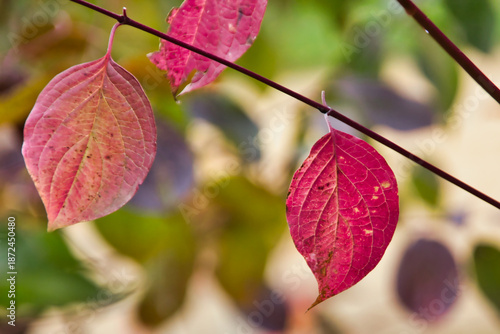 Beautiful red leaves hanging from a branch of a bush in the park in autumn: macro photography with a splendid light behind