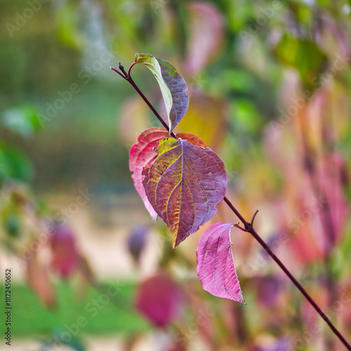 Autumn desktop: closeup photo of a branch of a bush with red and yellos leaves, and the park in the background in a shallow depth.